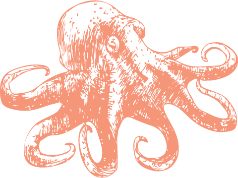 octopus animal connection